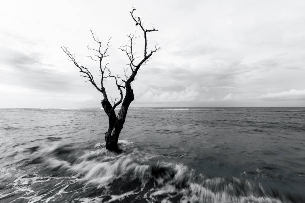 Death tree at the beach in black and white stock photo