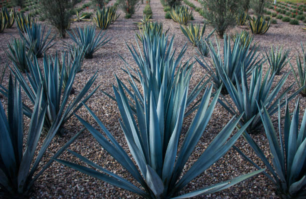 istock Two kinds of Agave plants. 905392802