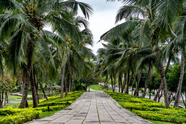 istock Coconut trees in the park 905392862