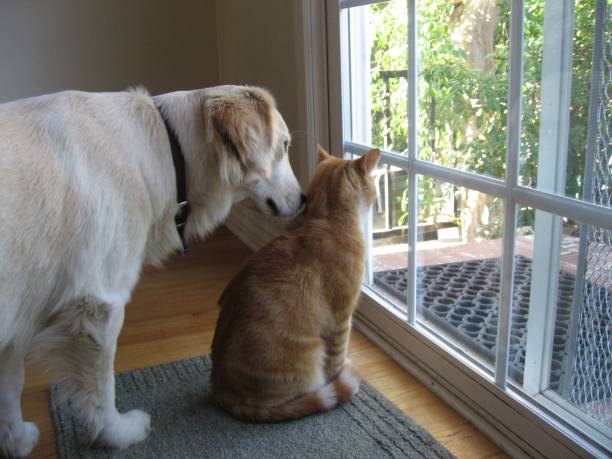 istock Dog and Cat Looking at View 905397190