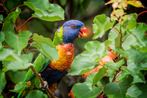 Rainbow lorikeet eating apricots in a tree