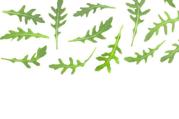 istock rucola or arugula leaf isolated on white background with copy space for your text. . Top view. Flat lay pattern 905397794
