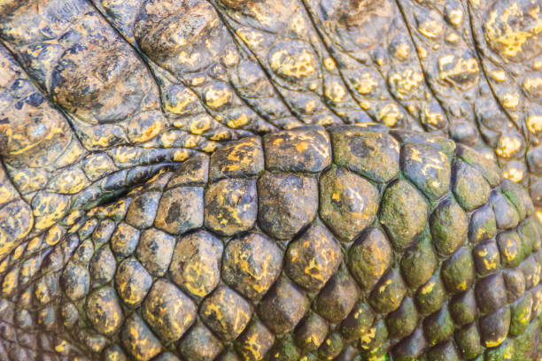 istock Alive crocodile skin pattern from the living body for background. Crocodile farming for breeding and raising of crocodiles in order to produce crocodile and alligator meat, leather, and other goods. 905400310