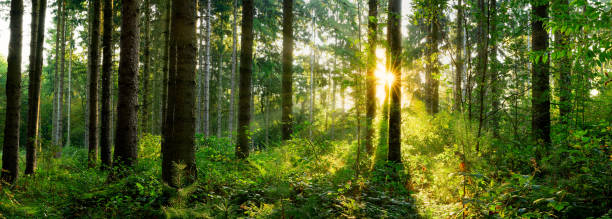 istock Sunrise in the forest 905400840