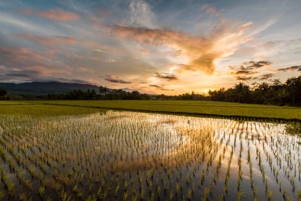 Rice Paddy Sunrise stock photo