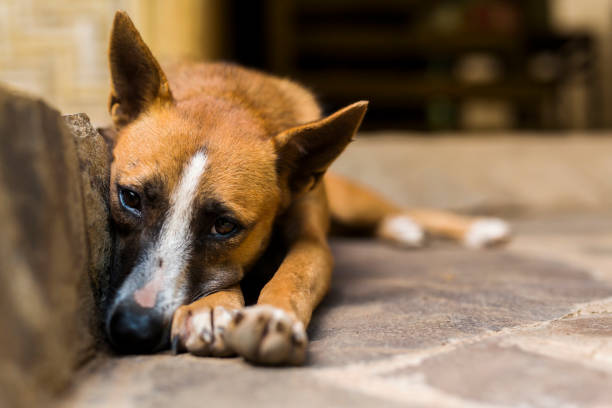 streunender hund schlafen auf der treppe - streunende tiere stock-fotos und bilder