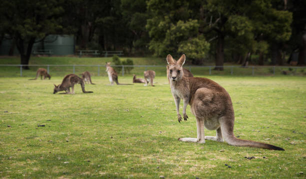 istock Kangaroos, native Australian Wildlife animals 905405322