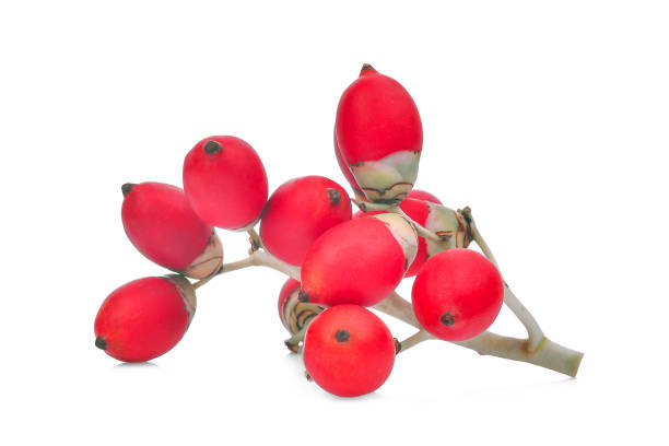 istock ripe betel nut fruit isolated on white background 905408534