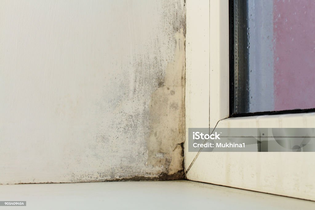Moldar-se perto de uma janela na casa. A condensação no vidro. - Foto de stock de Umidade royalty-free