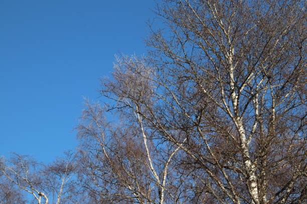 istock Bare Birch Trees in the Clear Blue Sky during winter season 905409604