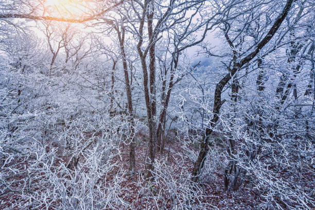 замороженный лес в национальном парке хуаншань. - huangshan mountains стоковые фото и изображения