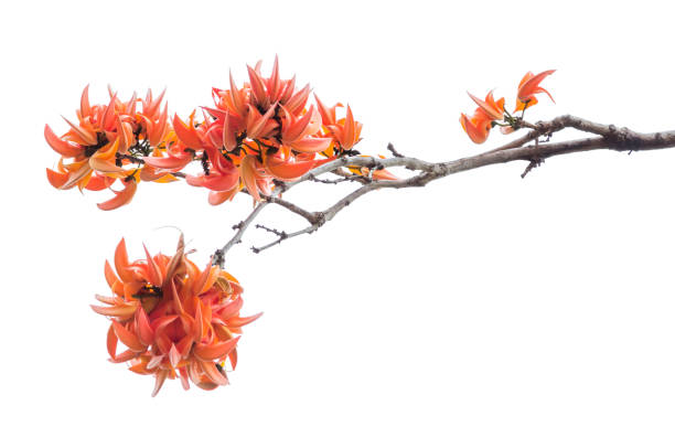 Butea monosperma is a species of Butea native to tropical and sub-tropical parts of the Indian Subcontinent and Southeast Asia, ranging across India, Bangladesh, Nepal, Sri Lanka, Myanmar, Thailand, Laos, Cambodia, Vietnam, Malaysia, and western Indonesia.Common names include flame-of-the-forest and bastard teak. butea monosperma es una especie de butea nativo a zonas tropicales y subtropicales del subcontinente indio y asia sur-oriental, que van a través de la india, bangladesh, nepal, sri lanka, myanmar, tailandia, laos, camboya, vietnam, malasia e indonesia occidental