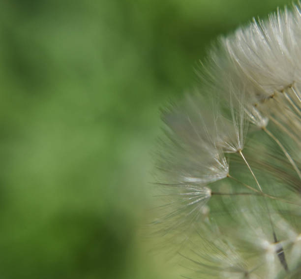 istock Closeup dandelion/ conceptual image of making wishes 905413384