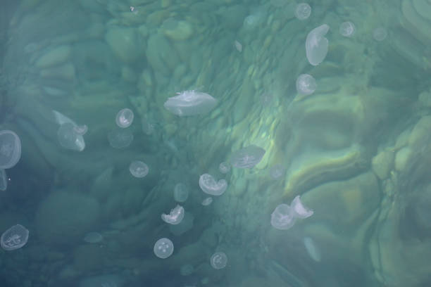 istock Clear sea near the Crimean coast 905417074