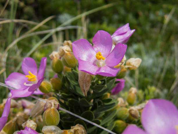 istock Sea Rose (Orphium Fruitescens) is a fynbos shrub 905417230