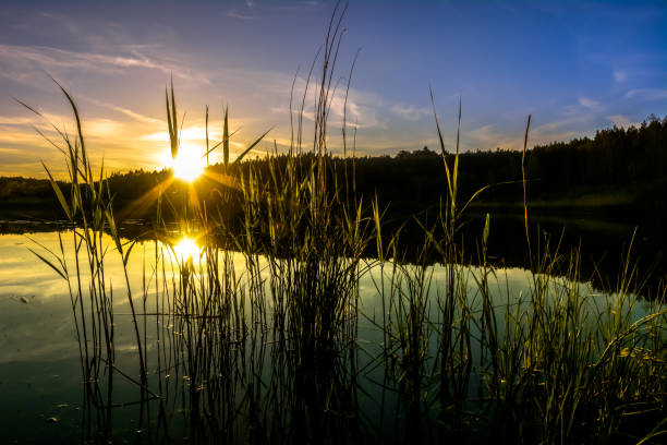 istock Sunset on the lake, sun fall in the forest 905420436