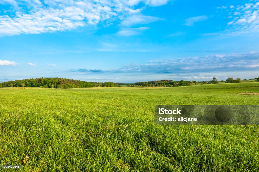 Frühlingswiese und blauer Himmel über Grasfeld, Landschaft - Lizenzfrei Feld Stock-Foto