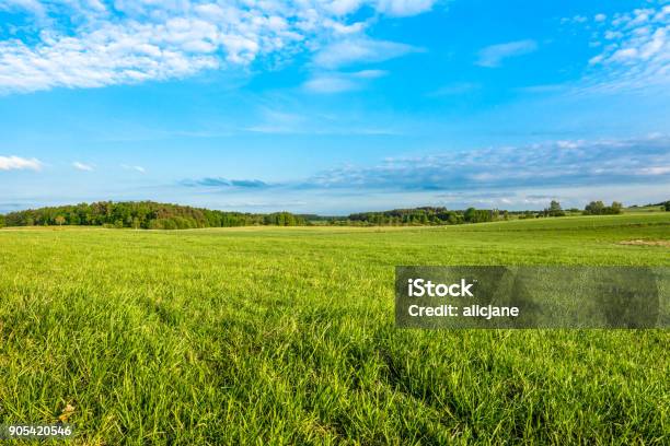 Frühlingswiese Und Blauer Himmel Über Grasfeld Landschaft Stockfoto und mehr Bilder von Feld