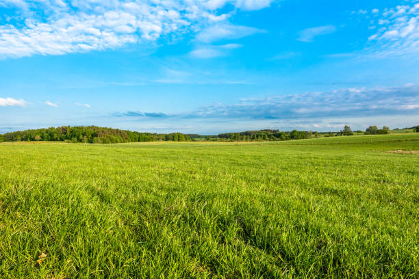Photo of Spring meadow and blue sky over grass field, countryside landscape