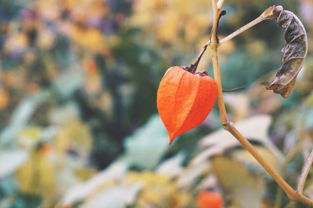 istock Red fruit of Physalis on a branch close-up. 905420764