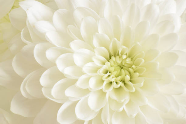 istock White flower of Chrysanthemum 905420834