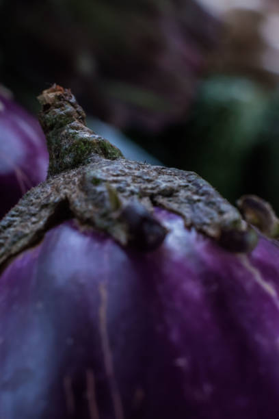aubergine