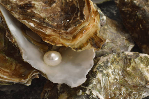 oyster pearl imitation sambol - schmuckperle stock-fotos und bilder