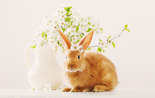 red bunny with spring flowers on white background