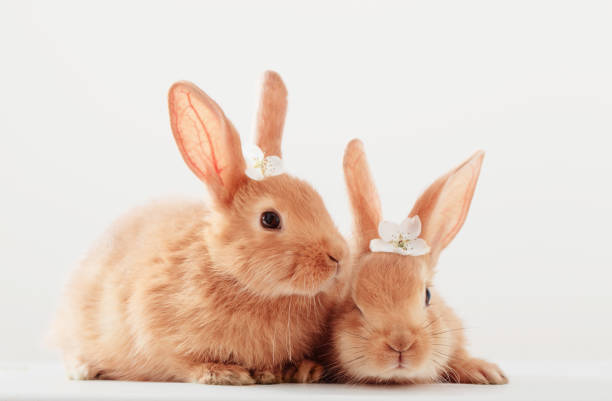 istock two red bunnies on white background 905425402