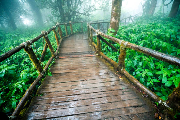 istock Wooden walk way to rain forest. 905428450