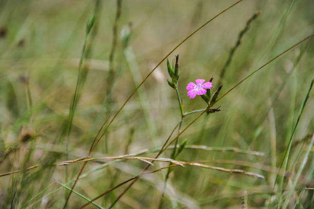 istock single Purple wildflower 905432168