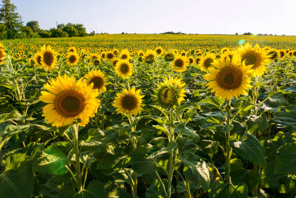 istock Field of sunflower 905432592