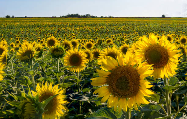 istock Field of sunflower 905432598