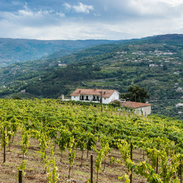 istock Travel in River Douro region 905432750