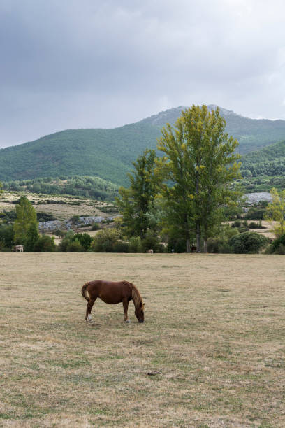 istock Horses Grazing on a Meadow 905432776