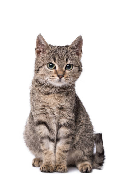 istock Adorable cat isolated on a wooden background 905433124