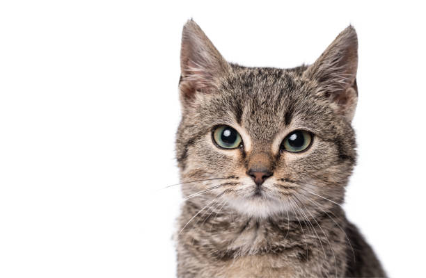 istock Adorable cat isolated on a wooden background 905433160