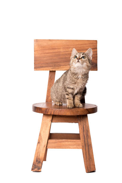 istock Adorable chat resting on the wooden chair 905433164