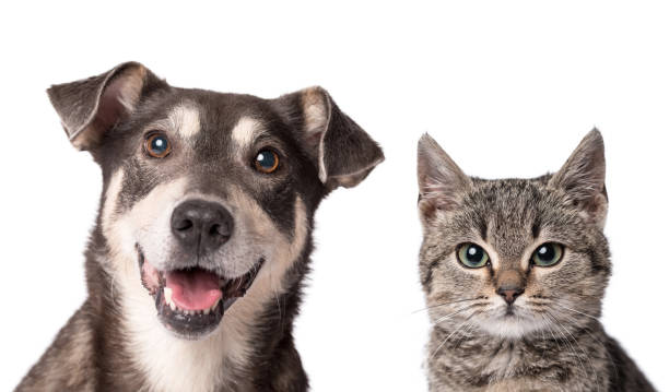 istock Cat and dog together isolated on white 905433220