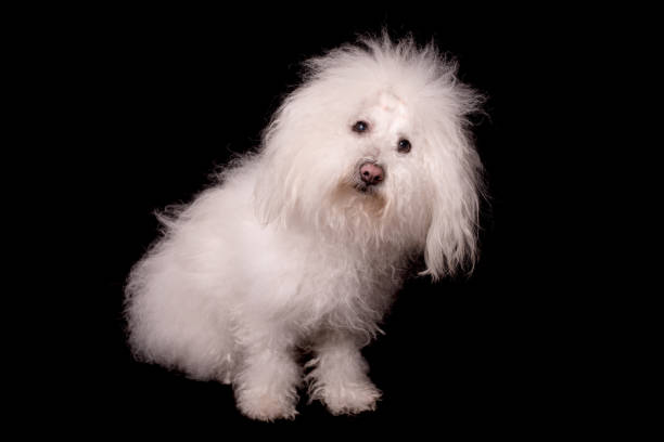 Bichon bolognese dog isolated on a black background