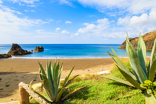 Vista de la hermosa playa de Prainha, con plantas tropicales en primer plano junto a la ciudad de Canical, isla de Madeira, Portugal photo