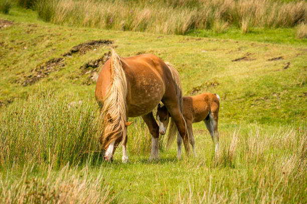 istock A horse and a foal 905433788