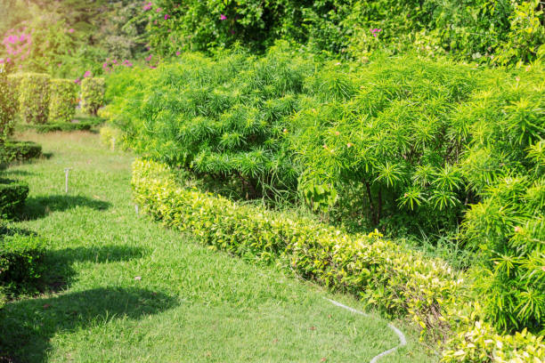 istock Ornamental in garden. 905435146