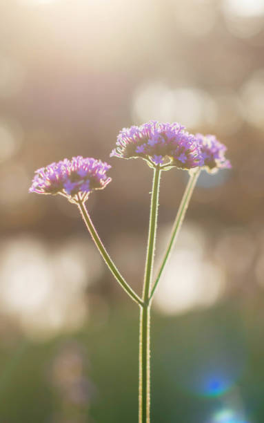 istock Purple flowers at sky. 905435162