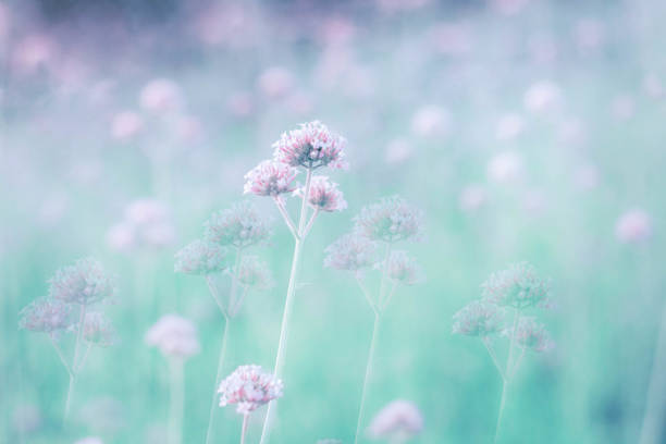istock Purple flowers with refreshing. 905435174