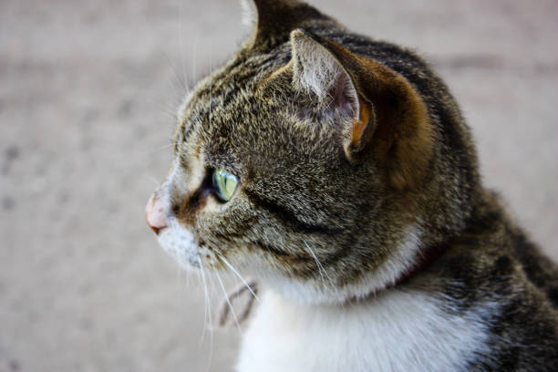 Wild cat roaming the streets of Jerusalem in Israel