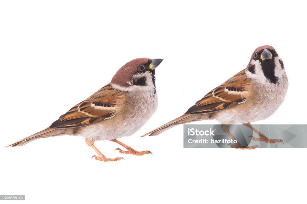 two sparrow two sparrow isolated on a white background Sparrow Stock Photo