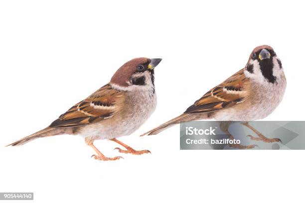 Two Sparrow Stock Photo - Download Image Now - Sparrow, White Background, Animal