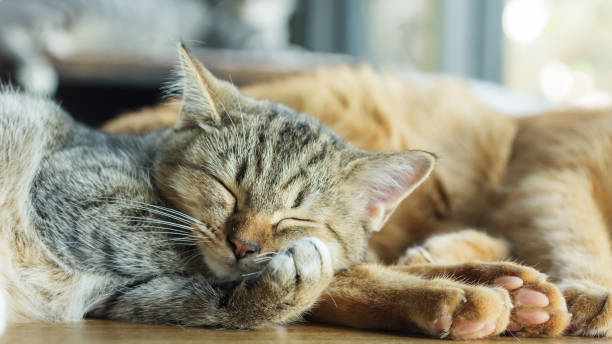 istock Gray striped kitty lying in the room. 905449400