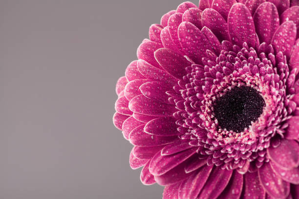 Vintage beautiful single gerbera daisy flower head in water drops. Greeting card for birthday, mother or woman day. Vintage beautiful single gerbera daisy flower head in water drops. Greeting card for birthday, mother or woman day. Macro. mothers day horizontal close up flower head stock pictures, royalty-free photos & images